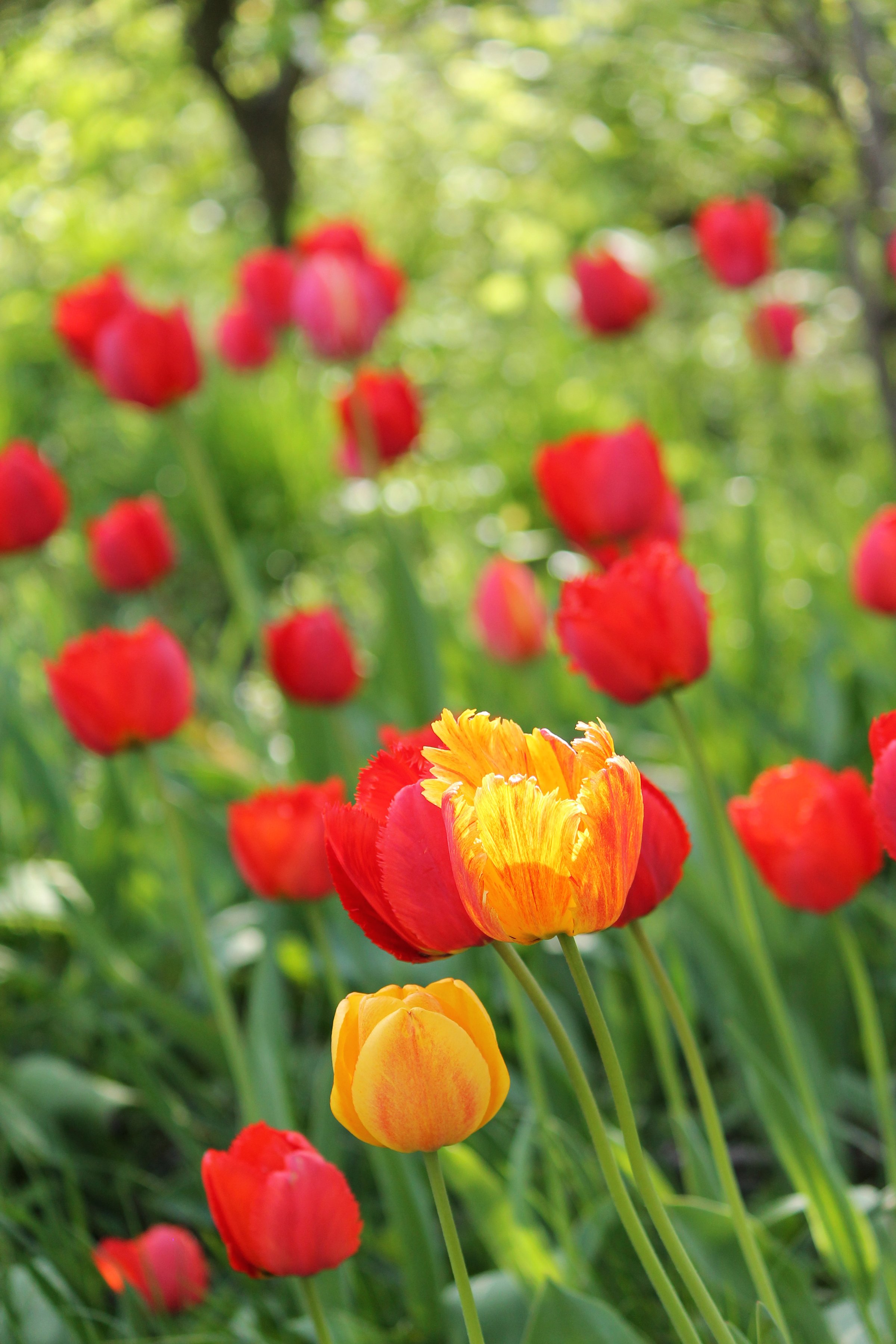 tulips, Flowers, Spring, Garden Wallpaper