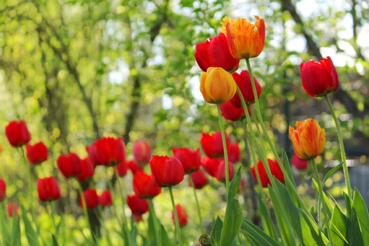 tulips, Flowers, Spring, Garden HD Wallpaper Desktop Background