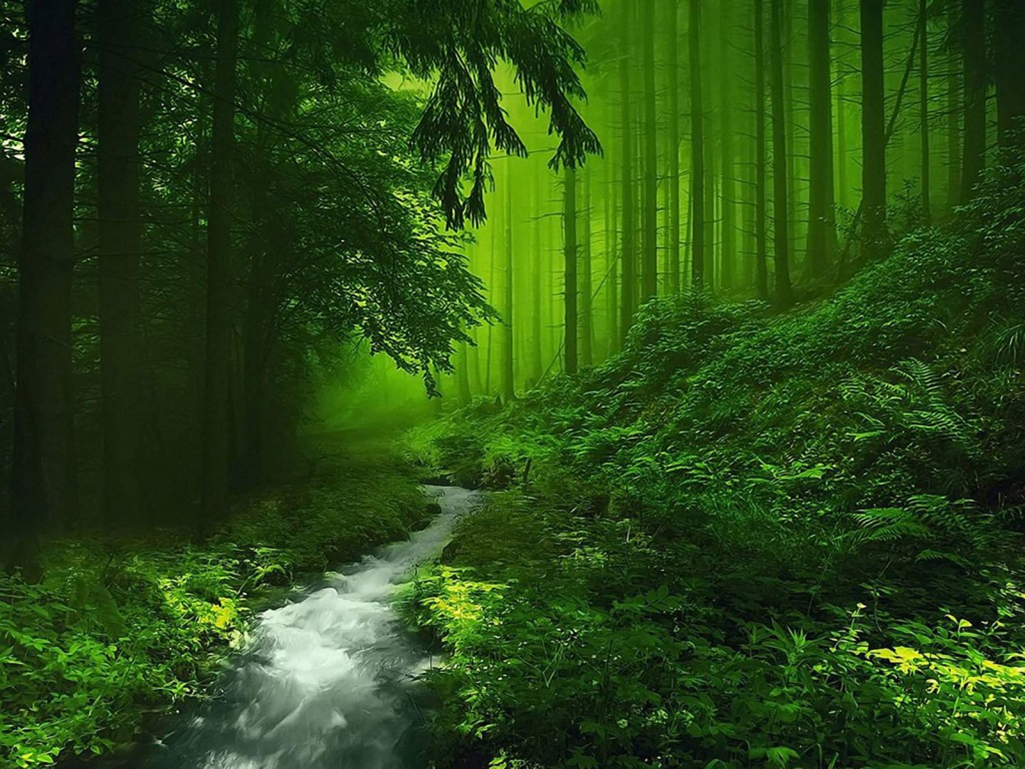 green, Nature, Deep, Forest, River Wallpaper