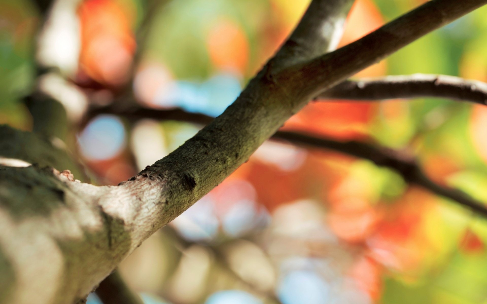 macro, Macro, Background, Wood, Tree, Bokeh, Branch, Blur Wallpaper