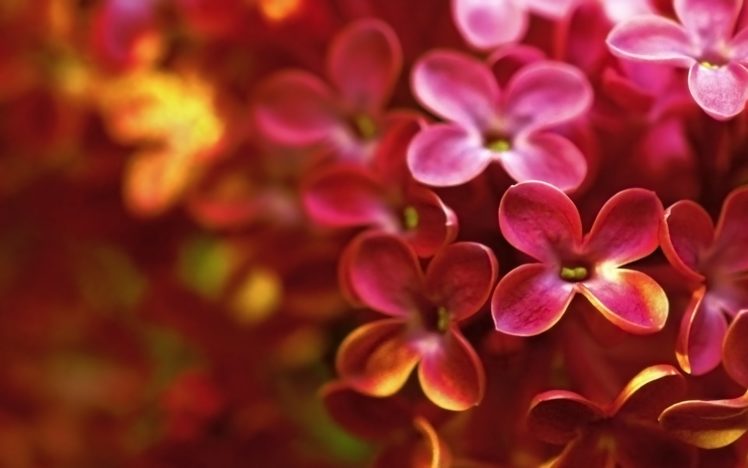 lilac, Macro, Flower, Bright, Spring HD Wallpaper Desktop Background