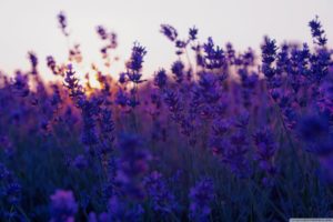 nature, Lavender, Field, And, Sunset, Flower