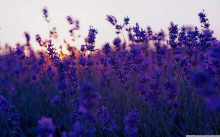 nature, Lavender, Field, And, Sunset, Flower HD Wallpaper Desktop Background