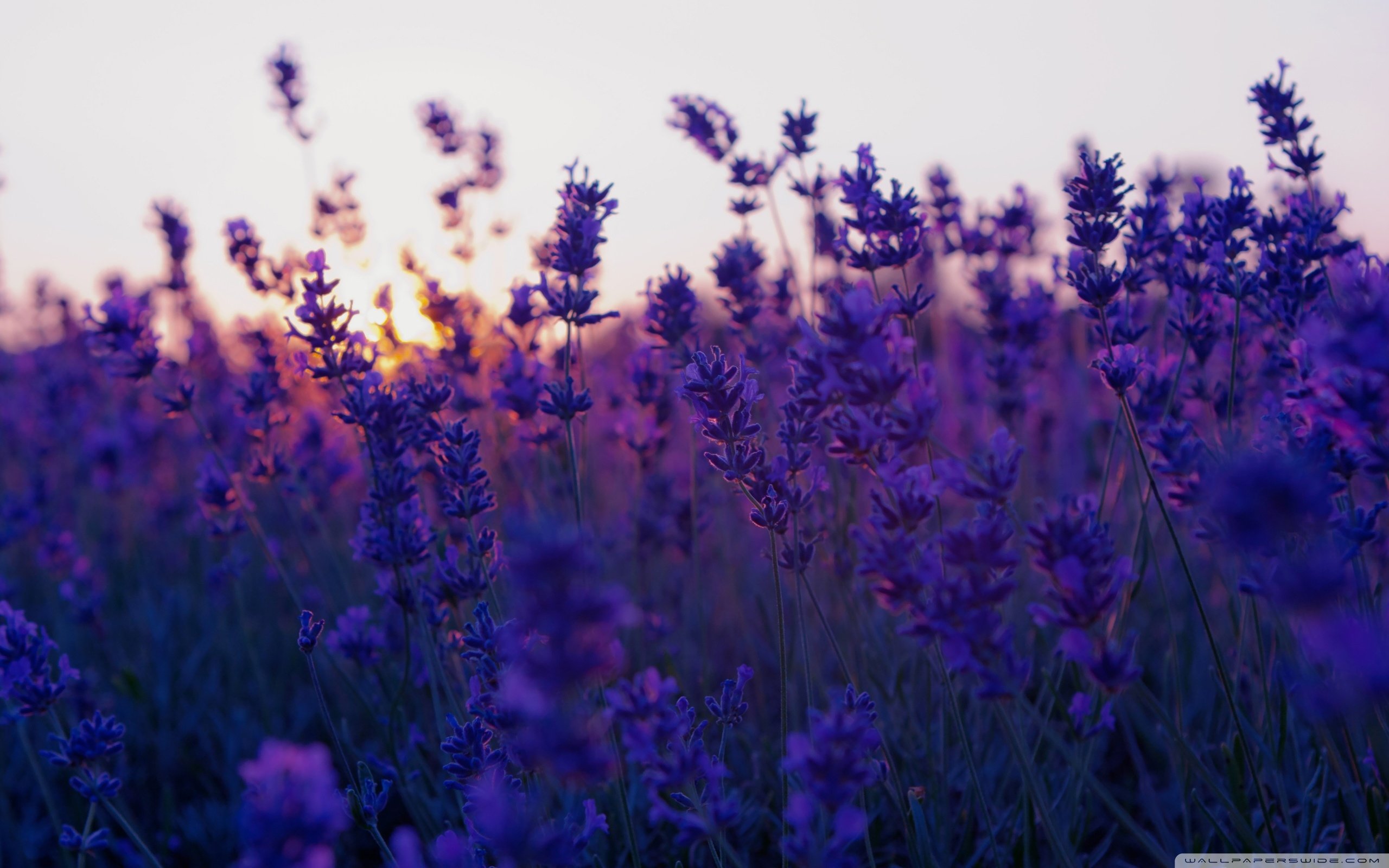 nature, Lavender, Field, And, Sunset, Flower Wallpaper