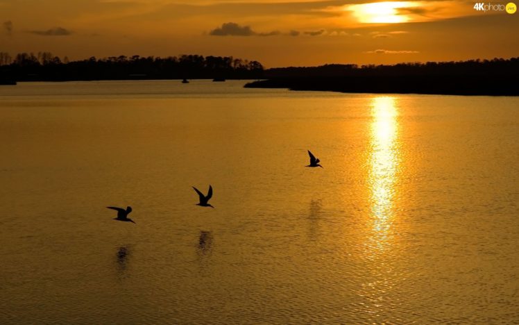 nature, Birds, Sun, Gulls, West, Sea HD Wallpaper Desktop Background