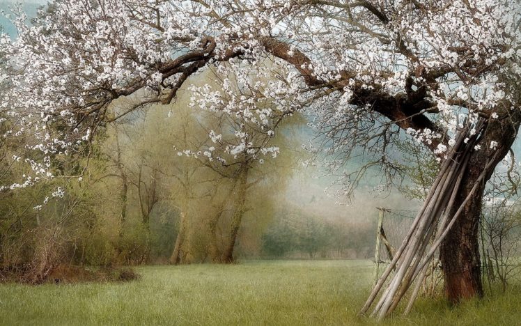 nature, Spring, Landscape, Garden HD Wallpaper Desktop Background