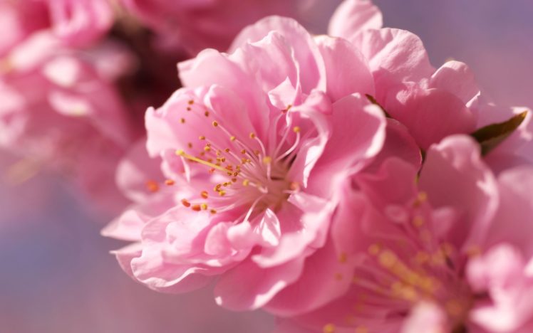 pink, Blur, Flower, Cherry, Tenderness, Bright HD Wallpaper Desktop Background