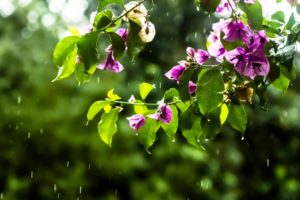 pink, Drops, Rain, Branches, Bougainvillea, Flowers