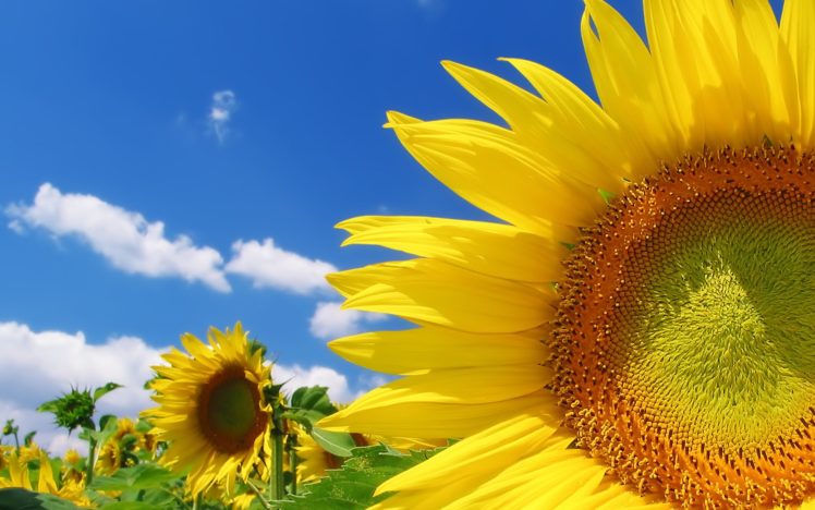 sky, Bright, Yellow, Sunflowers, Clouds, Color, Summer, Field HD Wallpaper Desktop Background