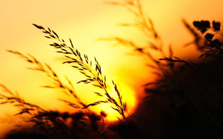 sunset, Evening, Grass, Nature, Nature, Ears, Of, Corn HD Wallpaper Desktop Background