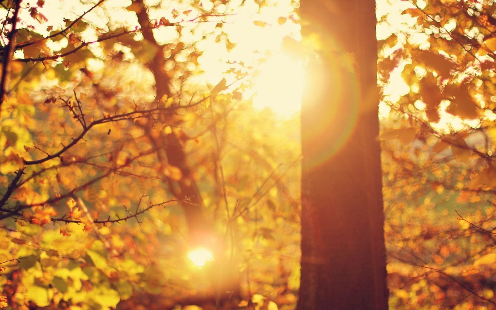 trees, Leaves, Tree, Rays, Reflections, Macro, Sun Wallpaper