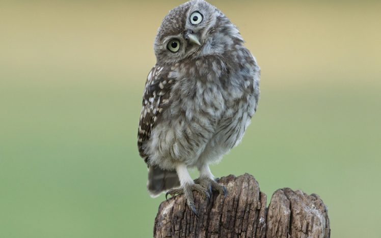 stump, Bird, Eyes, Owl HD Wallpaper Desktop Background