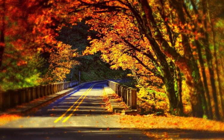 trees, Path, Leaves, Colors, Forest, Park, Nature, Bridge, Colorful, Autumn, Fall, Road, Walk HD Wallpaper Desktop Background
