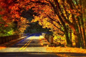 trees, Path, Leaves, Colors, Forest, Park, Nature, Bridge, Colorful, Autumn, Fall, Road, Walk