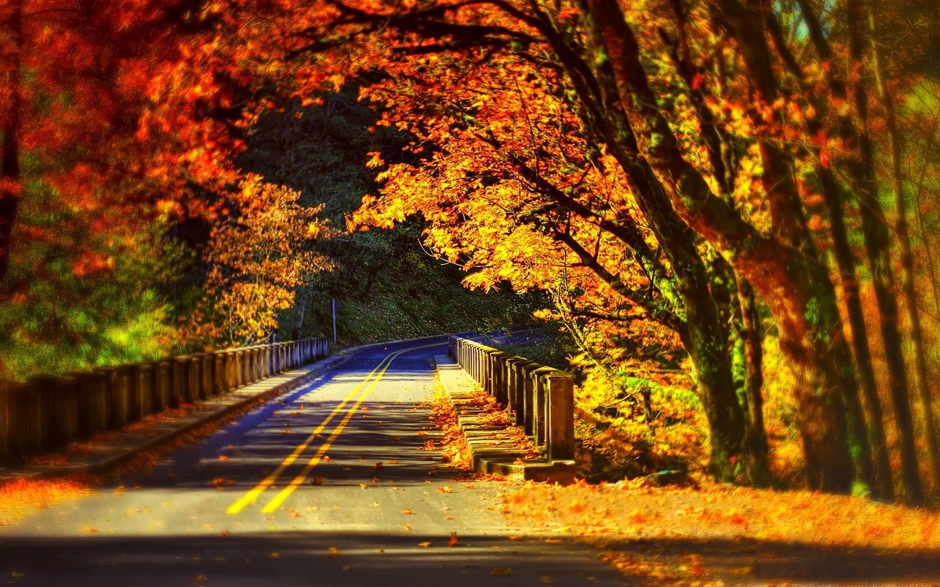 trees, Path, Leaves, Colors, Forest, Park, Nature, Bridge, Colorful, Autumn, Fall, Road, Walk Wallpaper