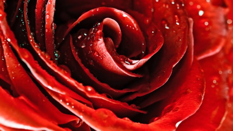 , Heart, Of, Rose, Red, Flower, Beauty HD Wallpaper Desktop Background
