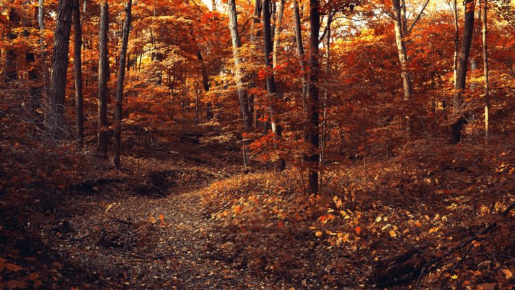 woods, Leaves, Autumn, Foliage, Trees, Branches, Path HD Wallpaper Desktop Background