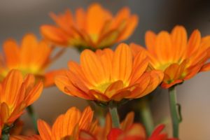 beautiful, Orange, Flowers