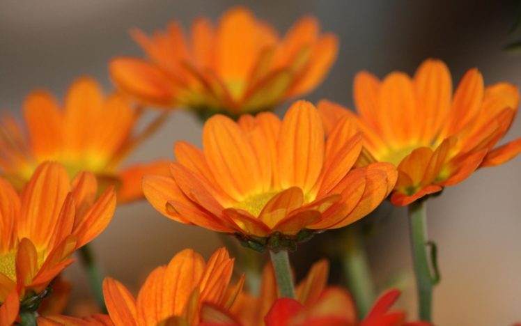 beautiful, Orange, Flowers HD Wallpaper Desktop Background