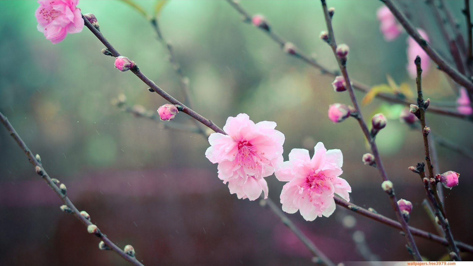 asian, Flower, Cherry, Blossom Wallpapers HD / Desktop and Mobile