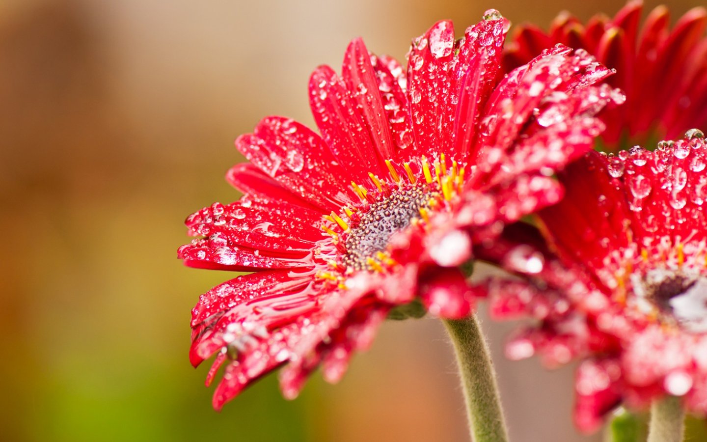 red, Nature, Beauty, Flowers Wallpaper
