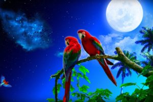 parrots, Couple, Night, Full, Moon