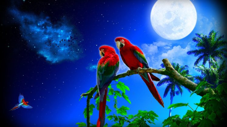 parrots, Couple, Night, Full, Moon HD Wallpaper Desktop Background