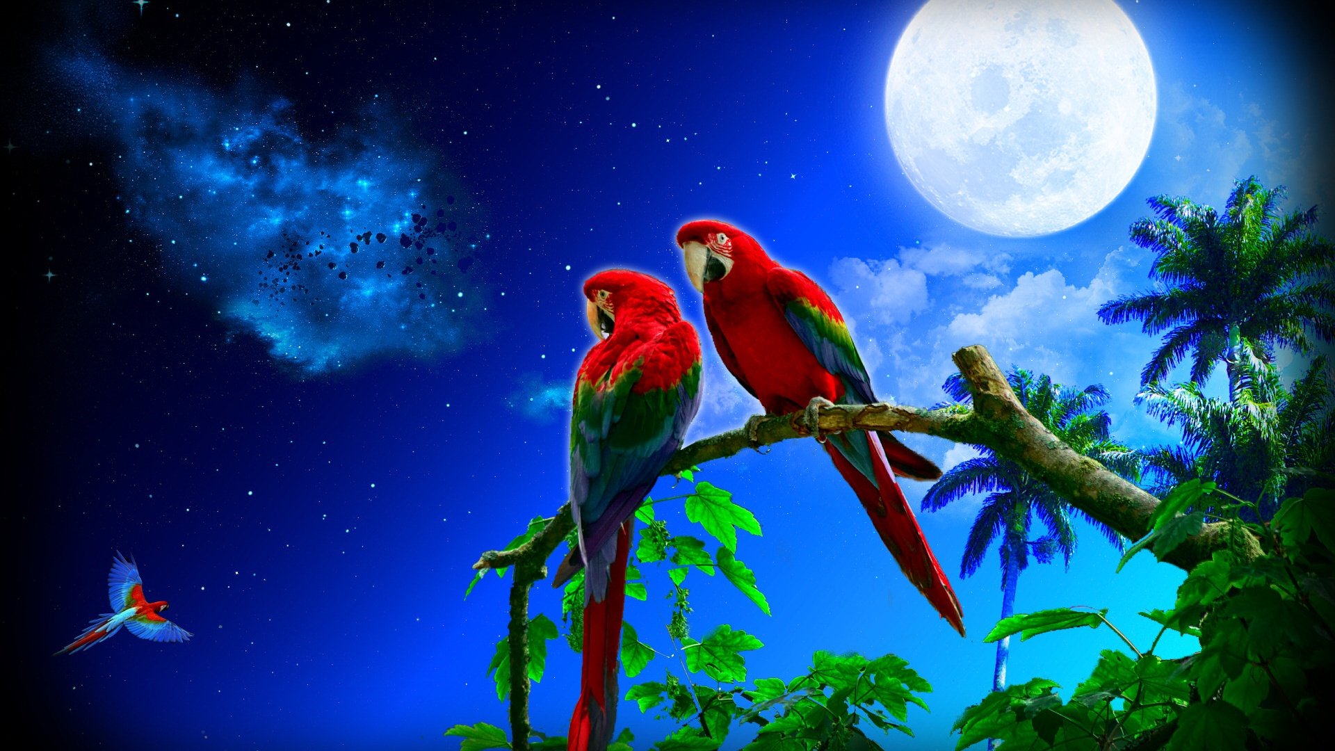 parrots, Couple, Night, Full, Moon Wallpaper