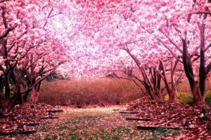 cherry, Blossom, Tree, Landscape