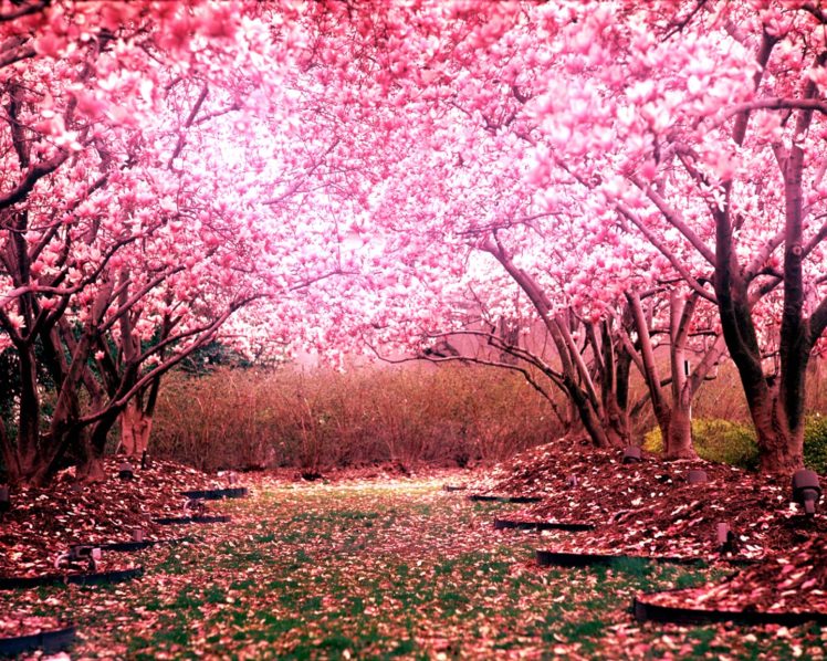 cherry, Blossom, Tree, Landscape HD Wallpaper Desktop Background
