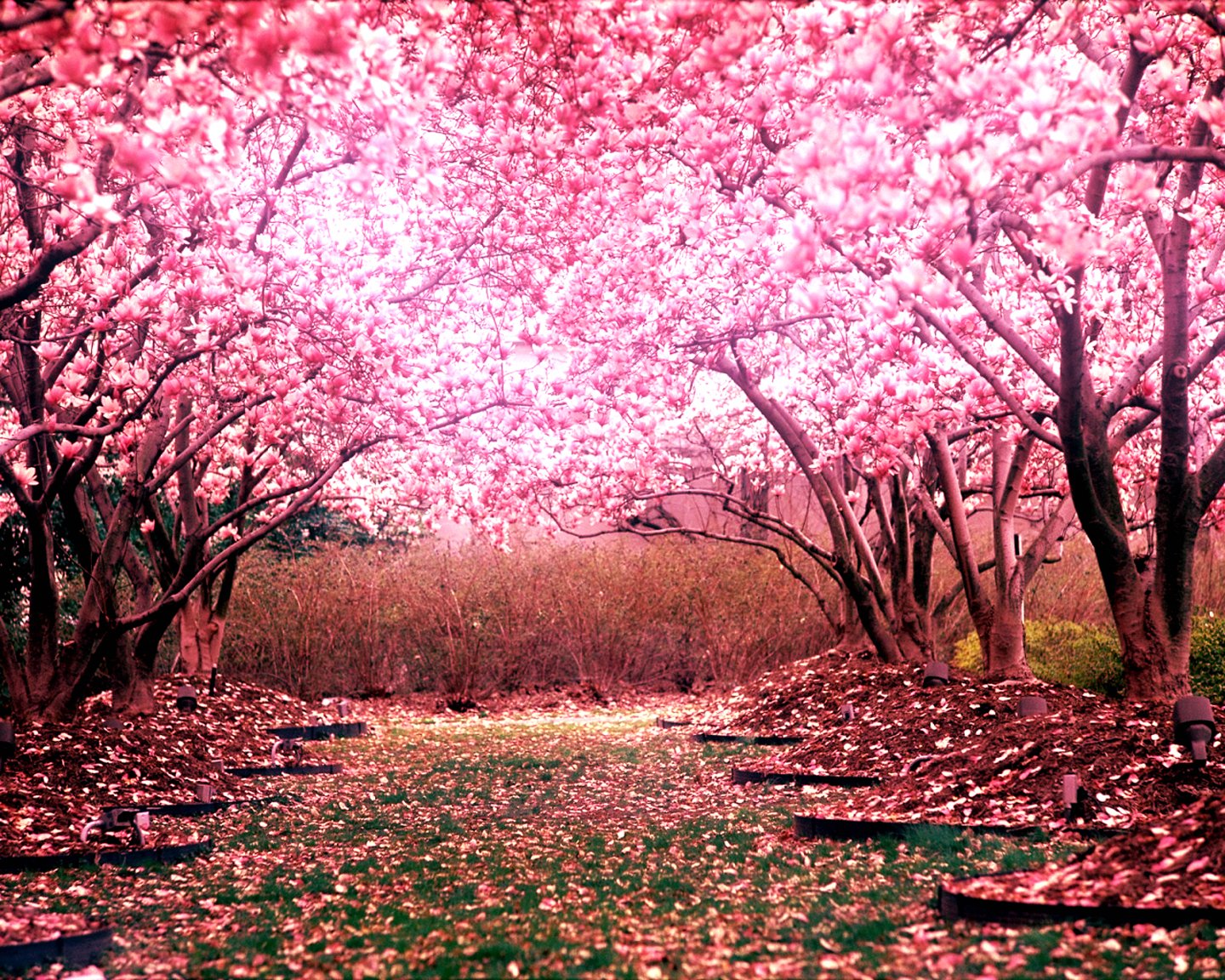 cherry, Blossom, Tree, Landscape Wallpapers HD / Desktop and Mobile