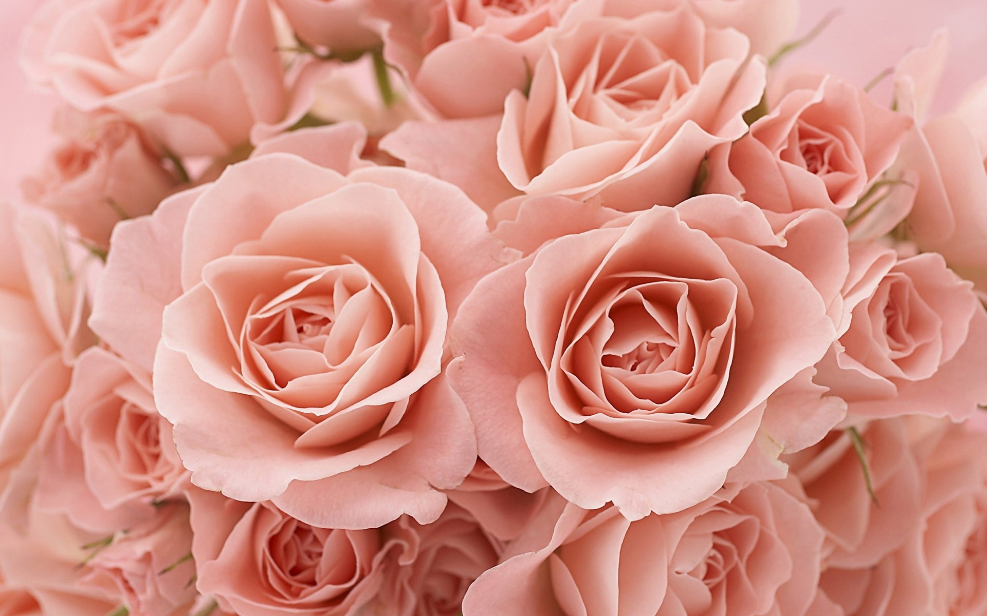 , Flower, Rose, Pink, Texture Wallpaper