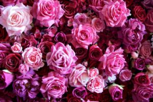 , Flower, Rose, Pink, Texture