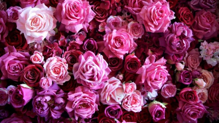 , Flower, Rose, Pink, Texture HD Wallpaper Desktop Background