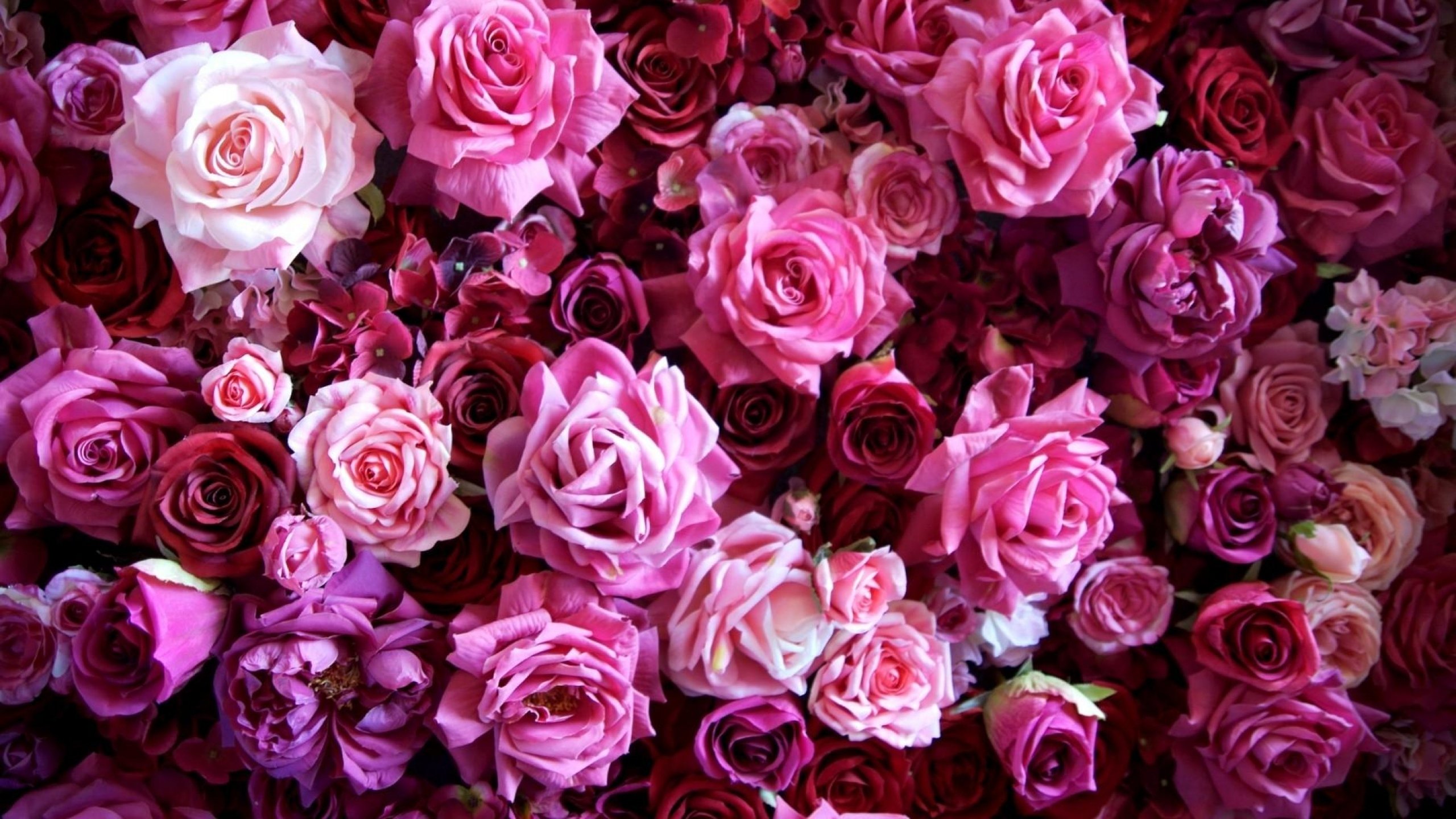 , Flower, Rose, Pink, Texture Wallpaper