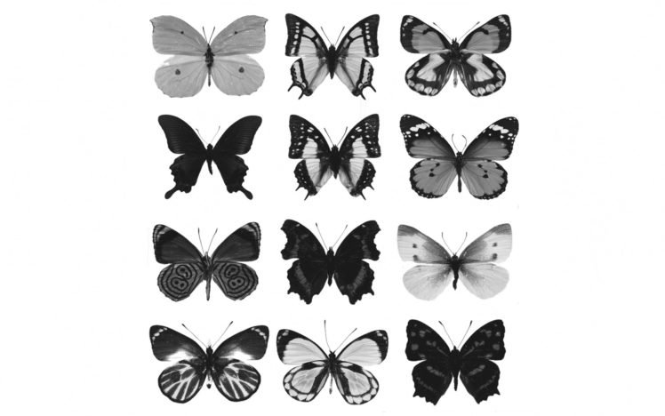 , Schmetterlinge, Textur HD Wallpaper Desktop Background