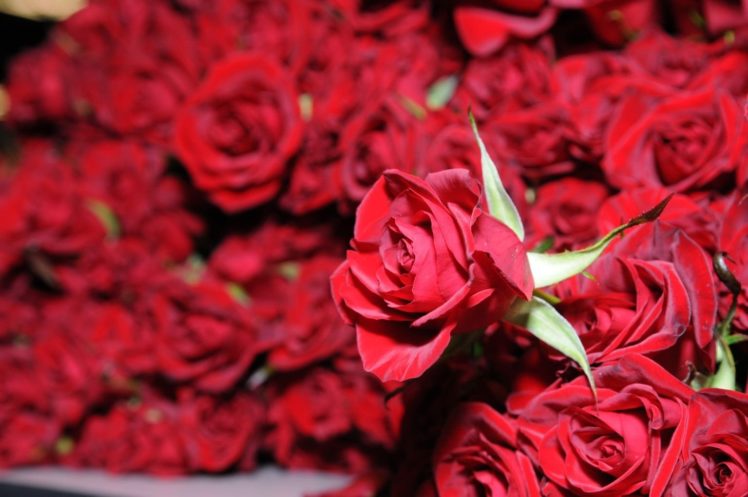, Flower, Rose, Red, Textur HD Wallpaper Desktop Background