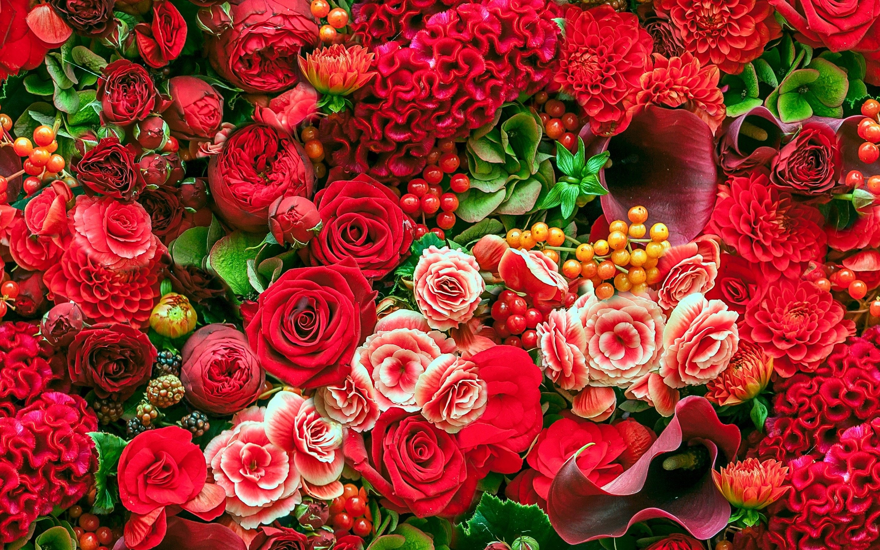 , Flower, Red, Textur Wallpaper