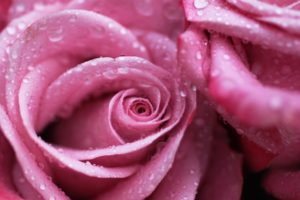 , Flower, Rose, Pink, Textur