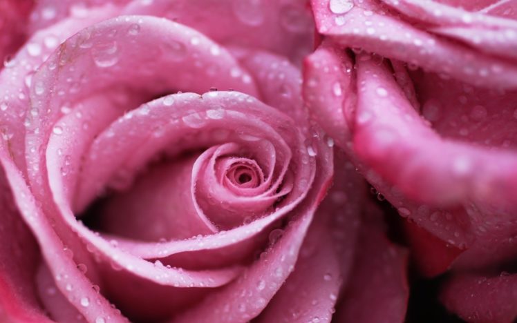, Flower, Rose, Pink, Textur HD Wallpaper Desktop Background