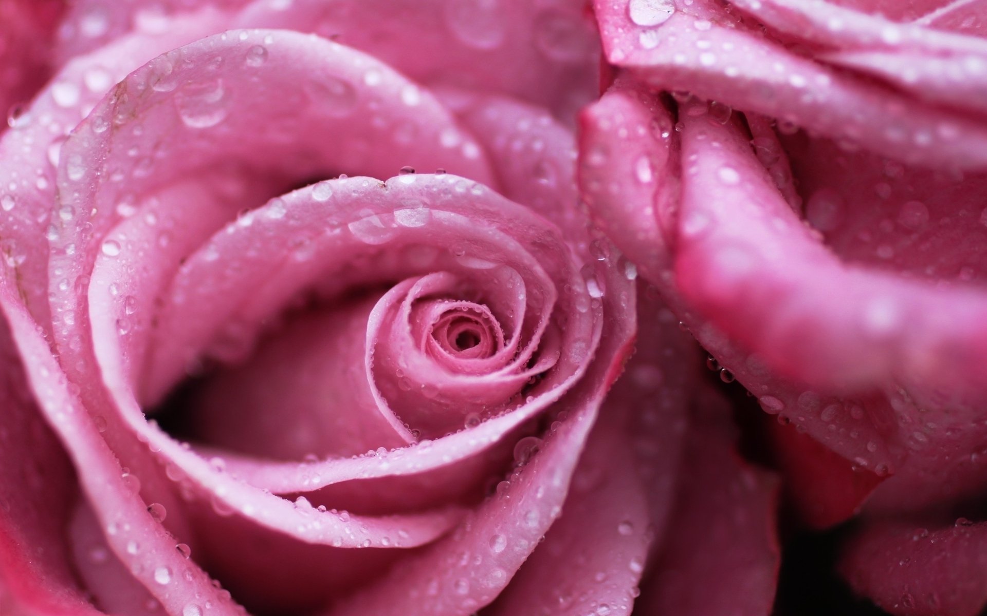 , Flower, Rose, Pink, Textur Wallpaper