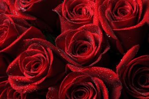 , Rose, Red, Flower, Textur