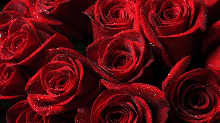 , Rose, Red, Flower, Textur HD Wallpaper Desktop Background