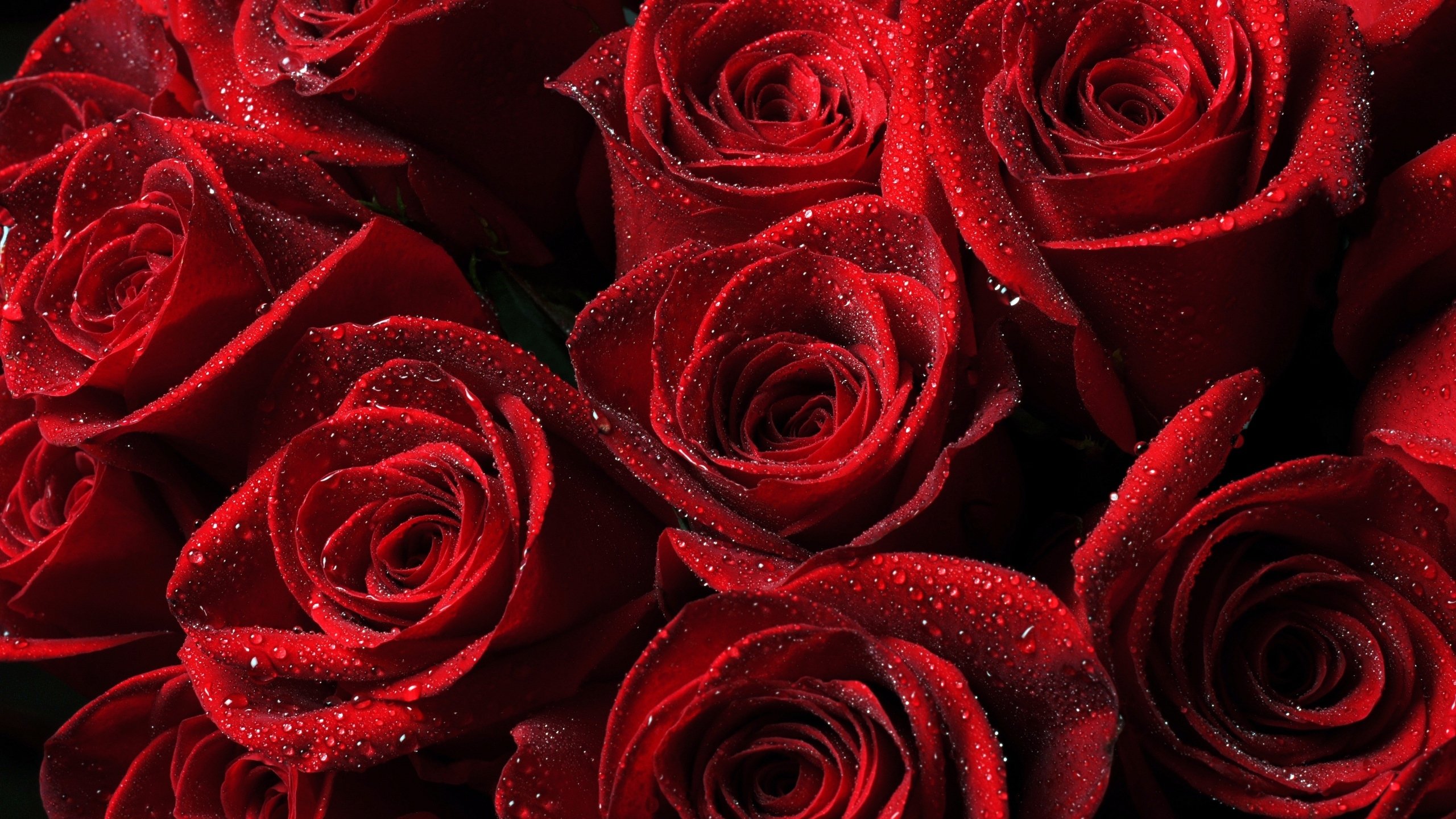 , Rose, Red, Flower, Textur Wallpaper