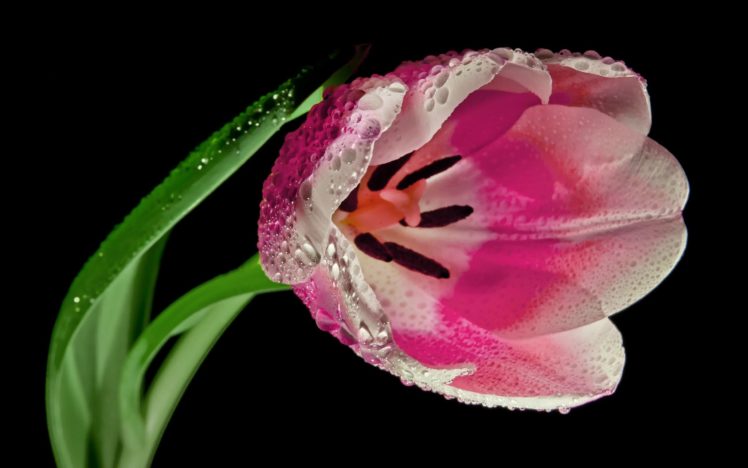 , Spring, Tulip, Textur HD Wallpaper Desktop Background