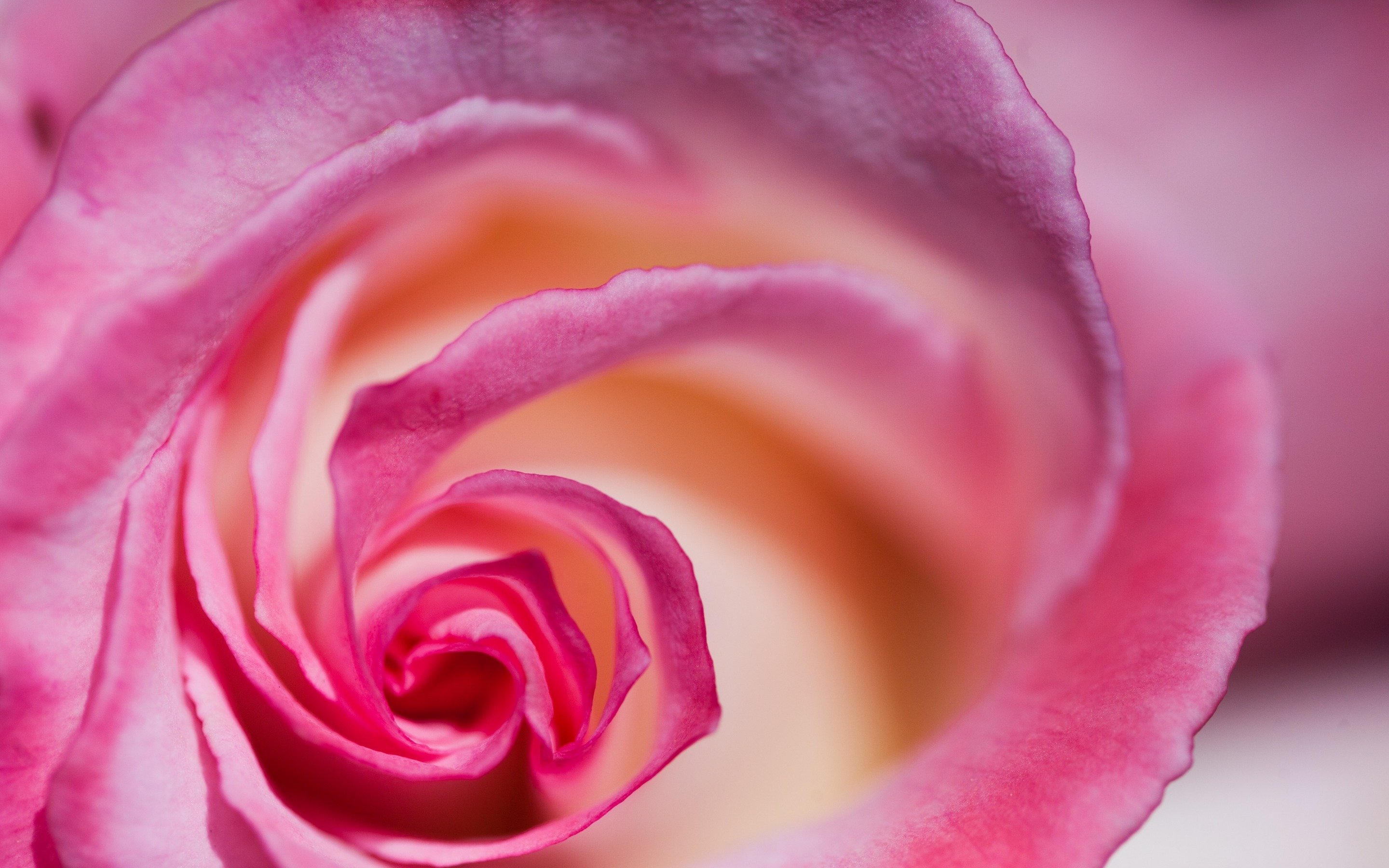 , Flower, Rose, Pink, Textur Wallpaper