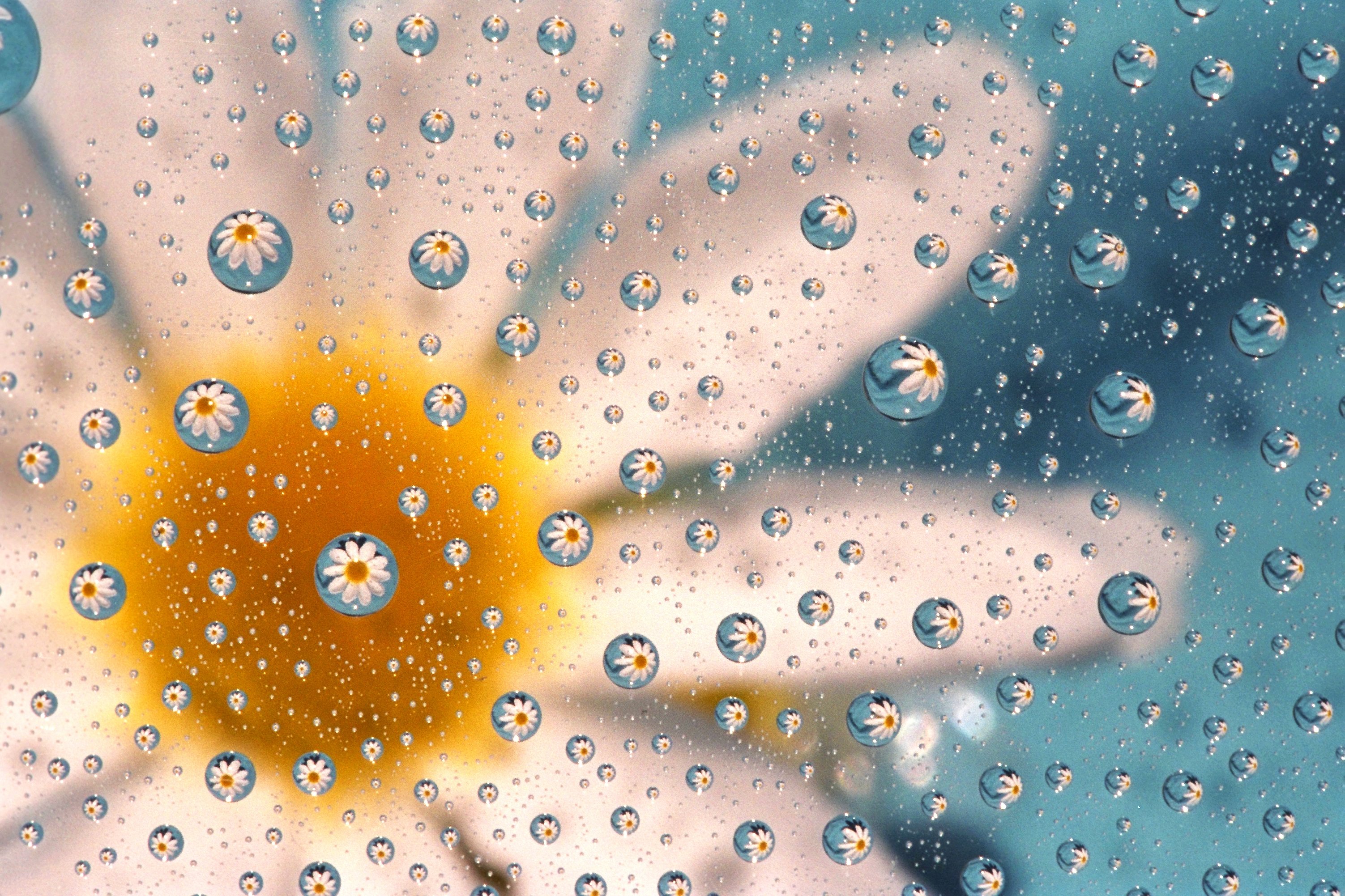 , Glass, Daisy, Textur Wallpaper