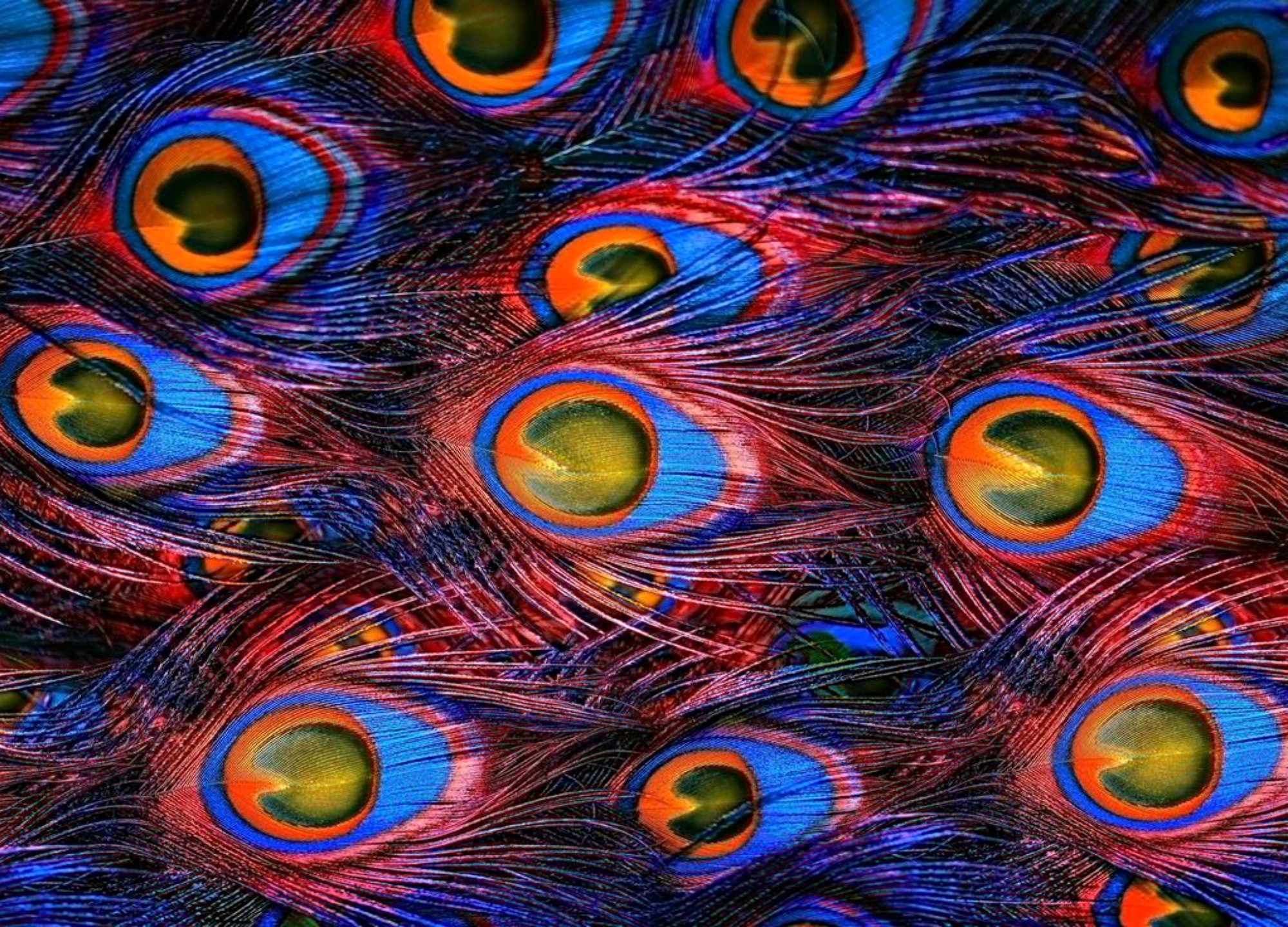 , Texture, Feathe Wallpaper