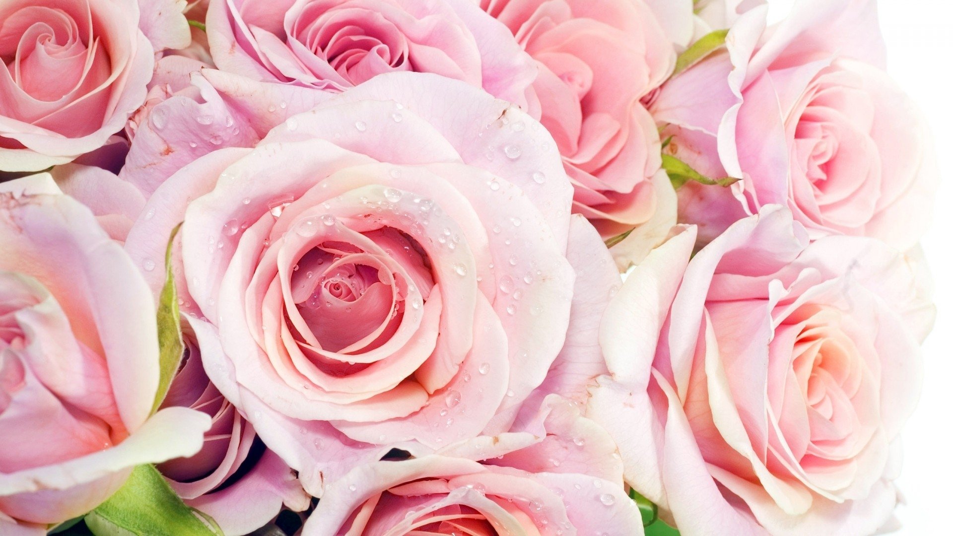 , Flower, Rose, Pink, Textur Wallpaper