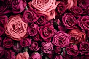 , Flower, Rose, Textur